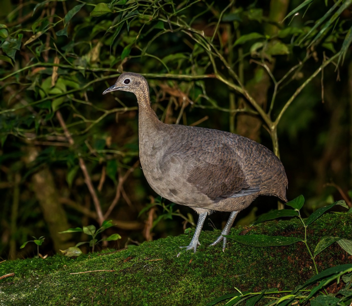 Solitary Tinamou - ML640148745