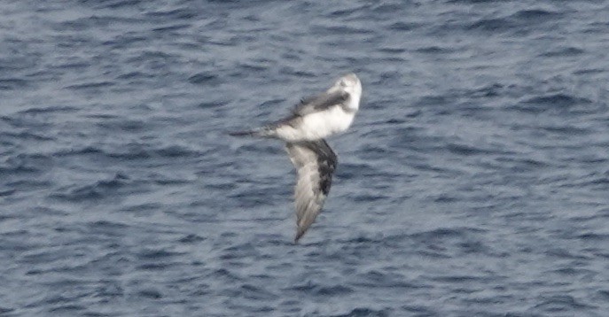 Northern Gannet - ML640148746