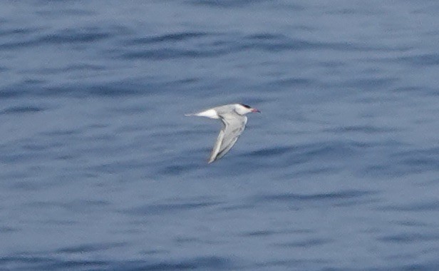 Эгэл хараалай - ML640148750