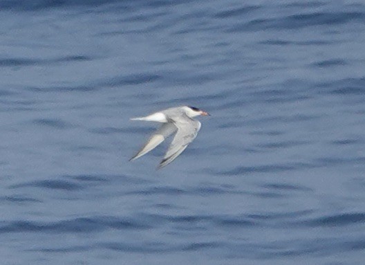 Эгэл хараалай - ML640148751