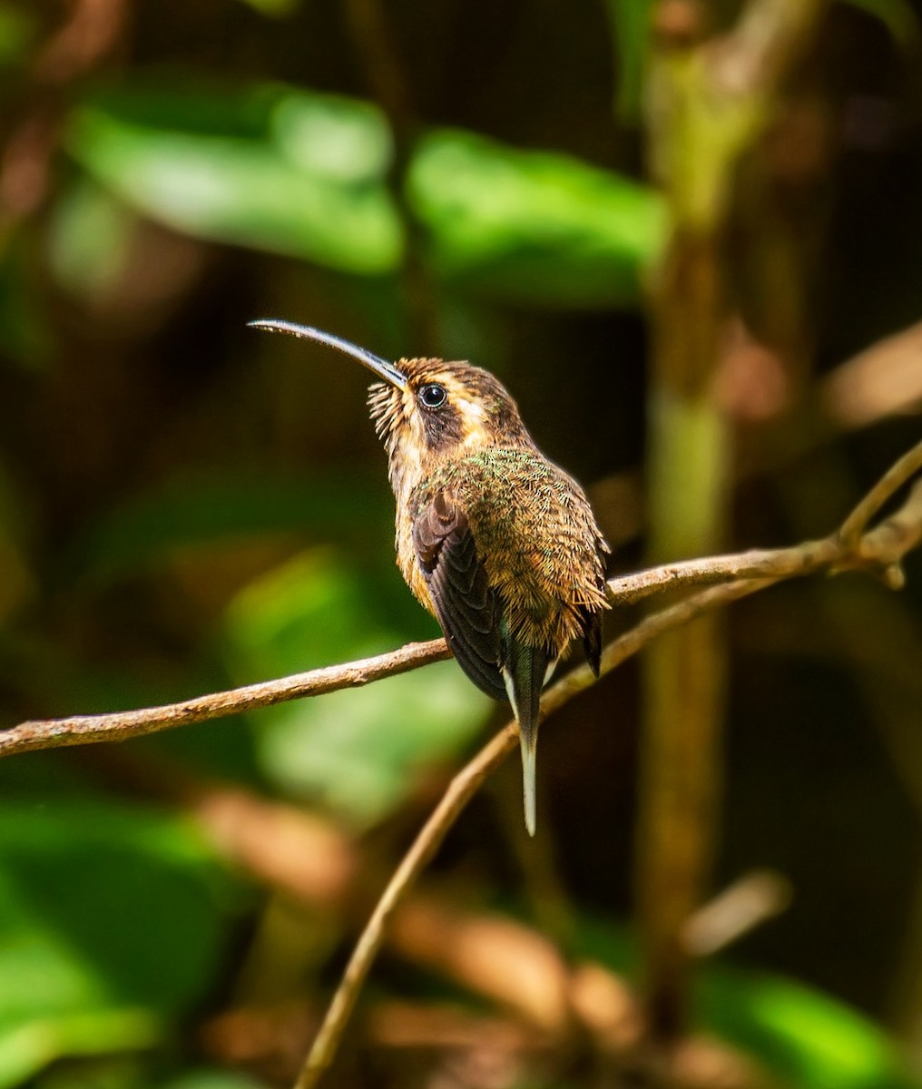 Dusky-throated Hermit - ML640148755