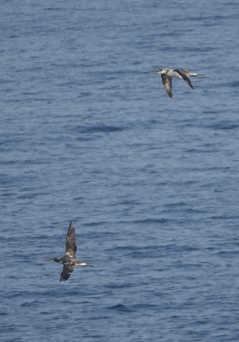 Northern Gannet - ML640148758
