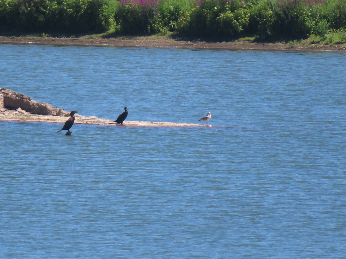 Cormoran à aigrettes - ML640148772