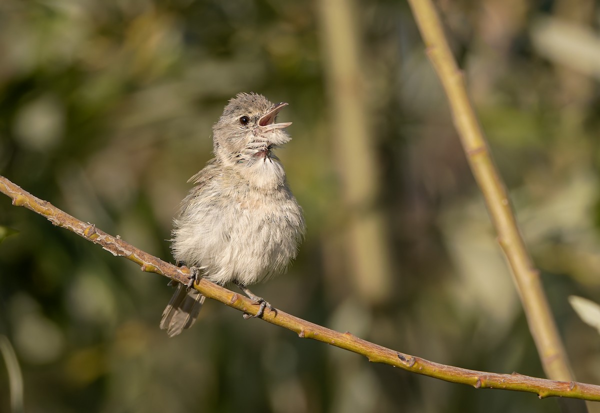 Braunaugenvireo (pusillus) - ML640148777