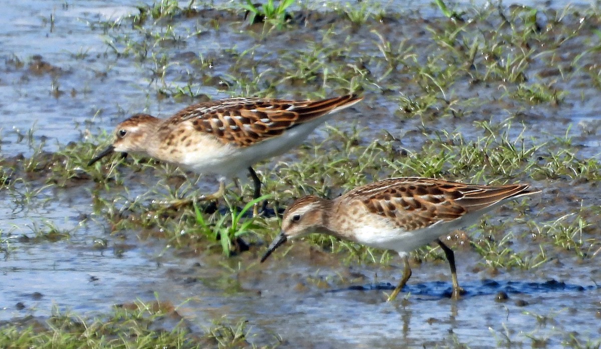 Least Sandpiper - ML640148778