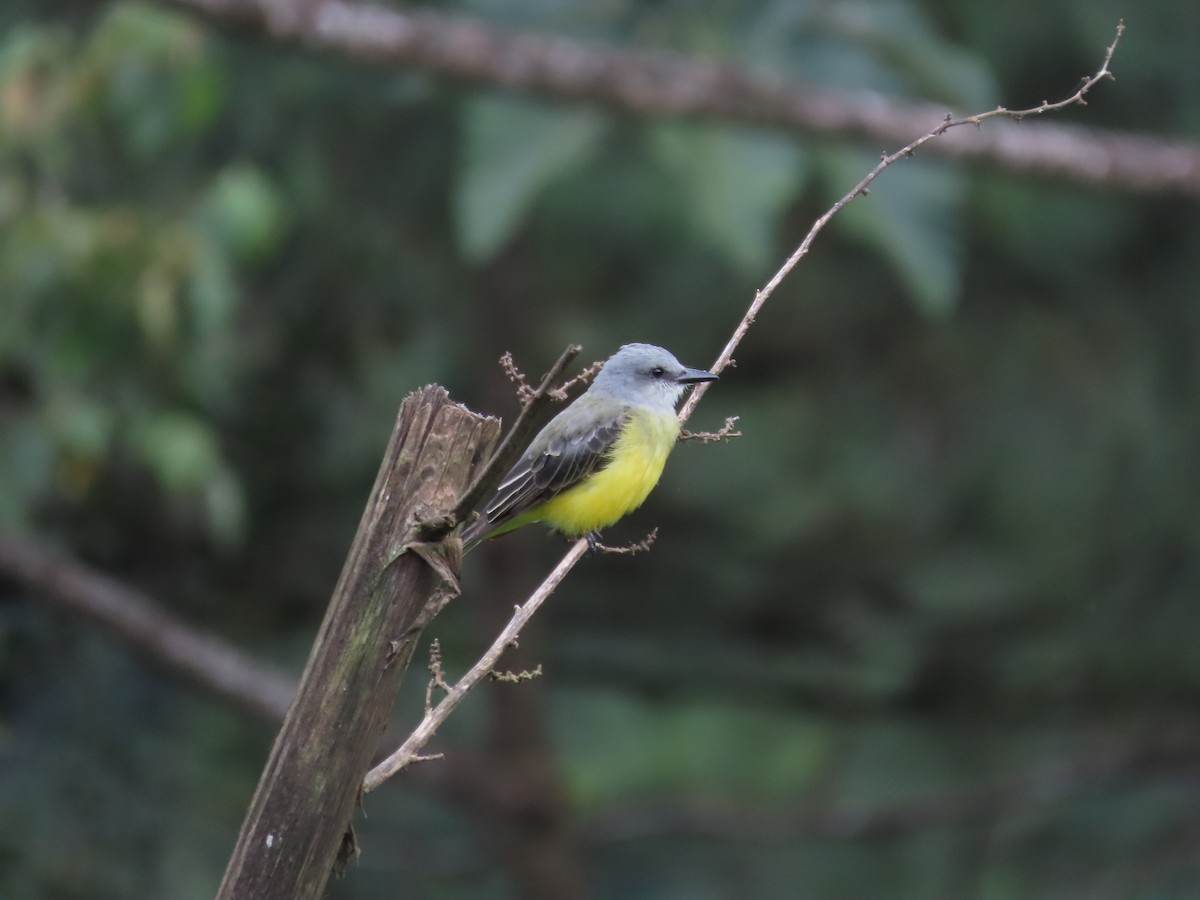 オリーブタイランチョウ - ML640148795