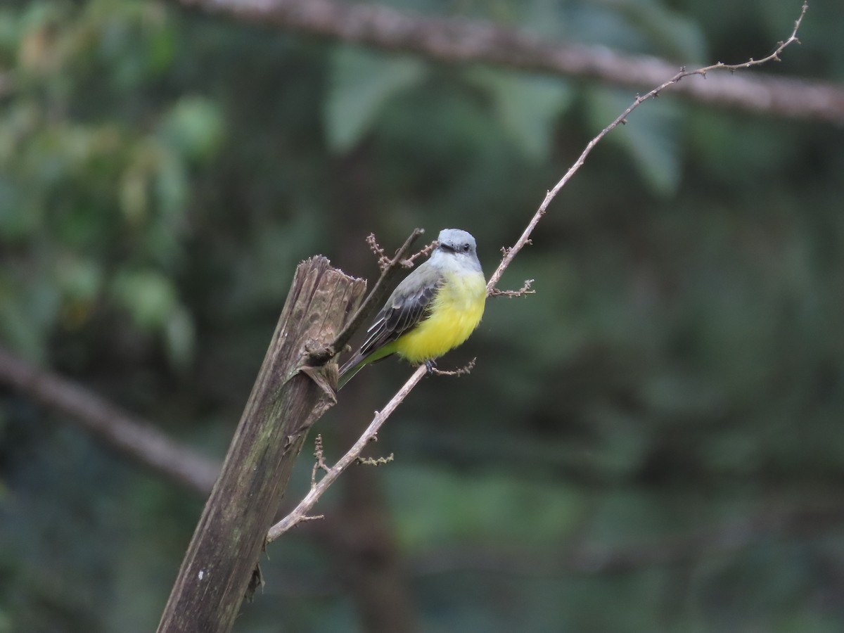 オリーブタイランチョウ - ML640148796