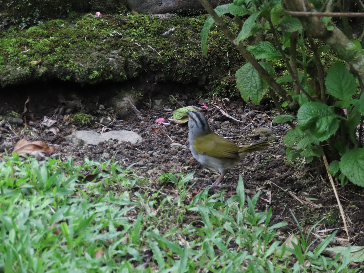 クロスジオリーブシトド - ML640148832