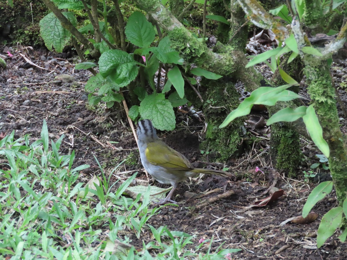 クロスジオリーブシトド - ML640148833