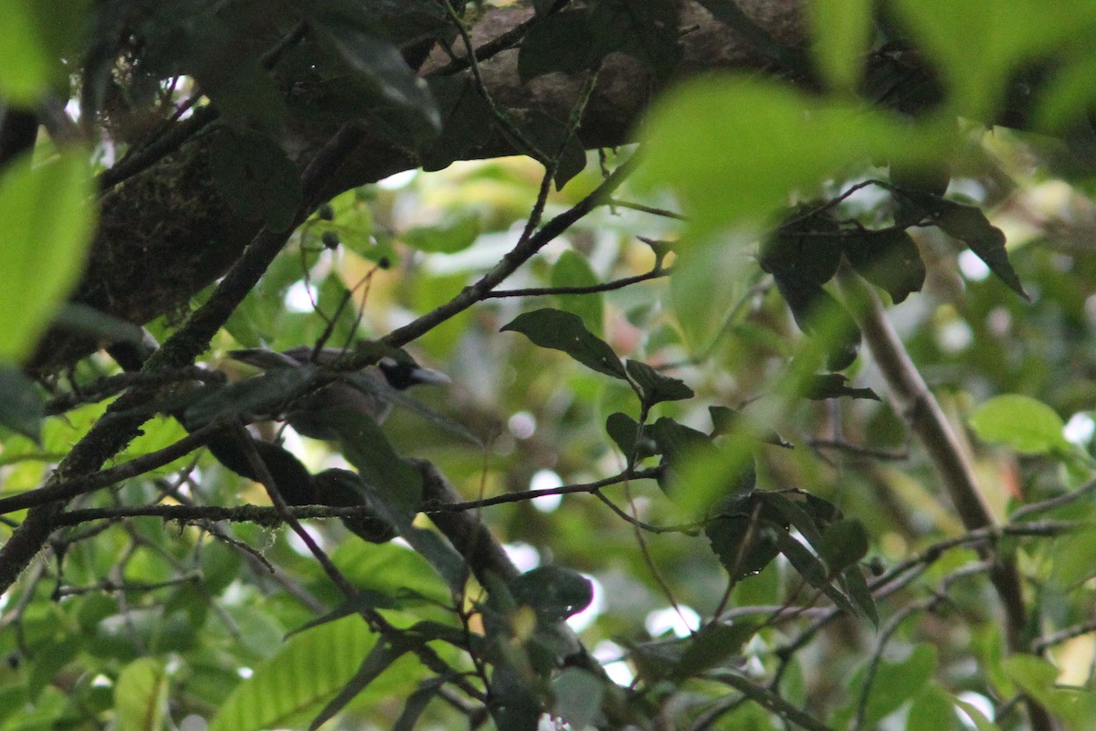 Black-throated Shrikebill - ML640148900