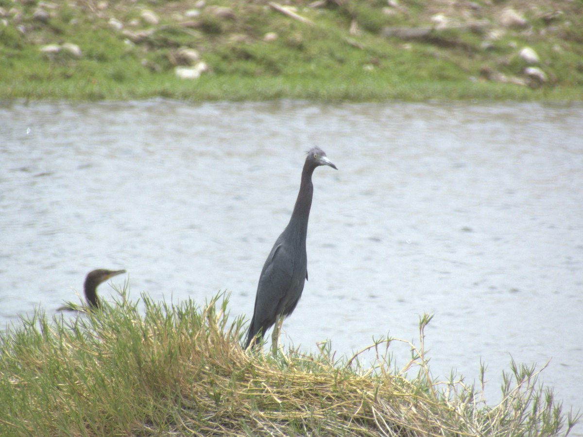 Little Blue Heron - ML640148901
