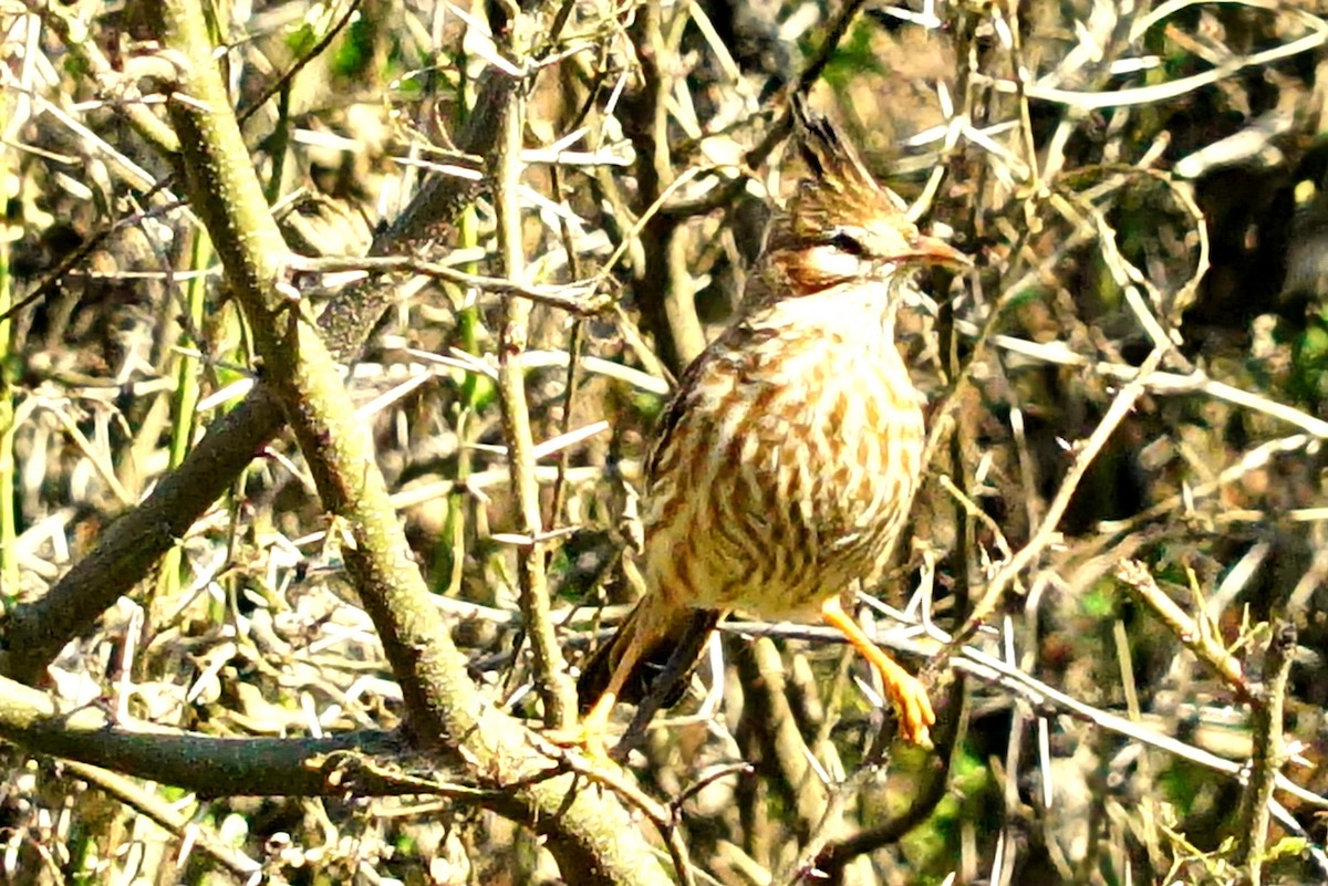 Lark-like Brushrunner - ML640148924