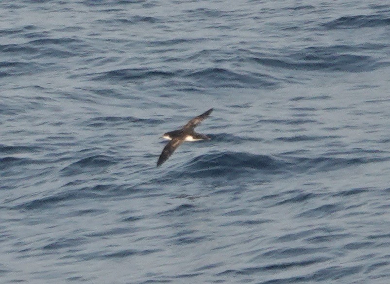 Manx Shearwater - ML640148930