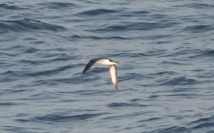 Manx Shearwater - ML640148932