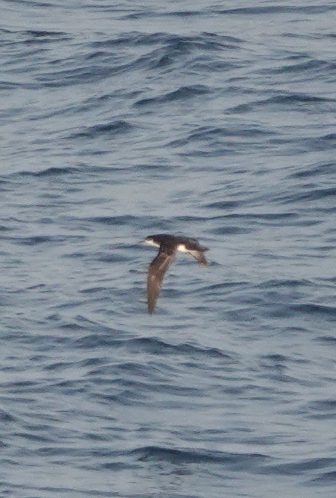 Manx Shearwater - ML640148937