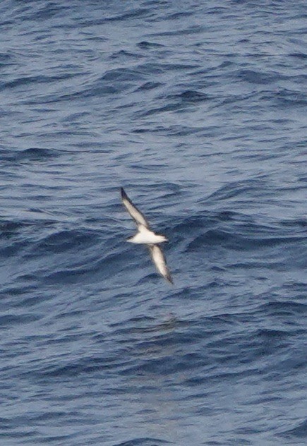 Manx Shearwater - ML640148941