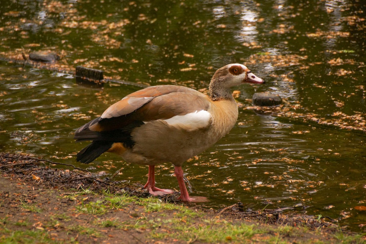 Nilgans - ML640148957