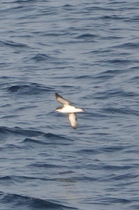 Manx Shearwater - ML640148963