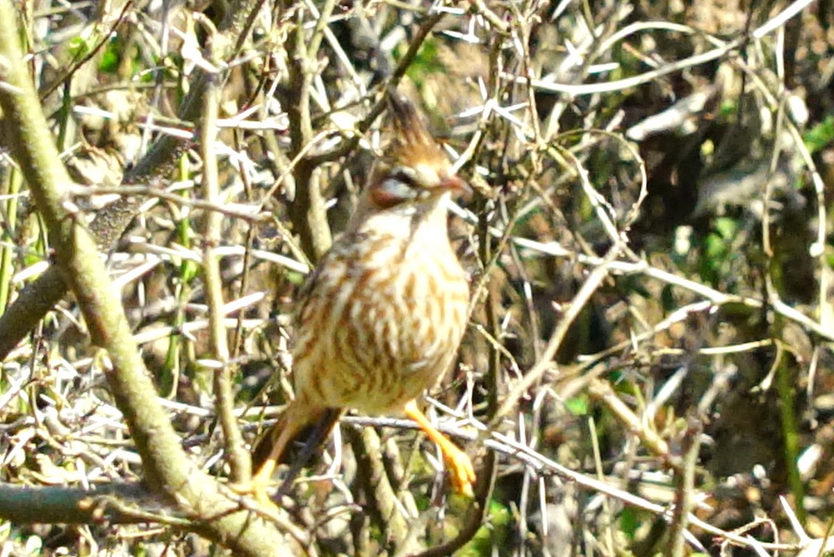 Lark-like Brushrunner - ML640148966