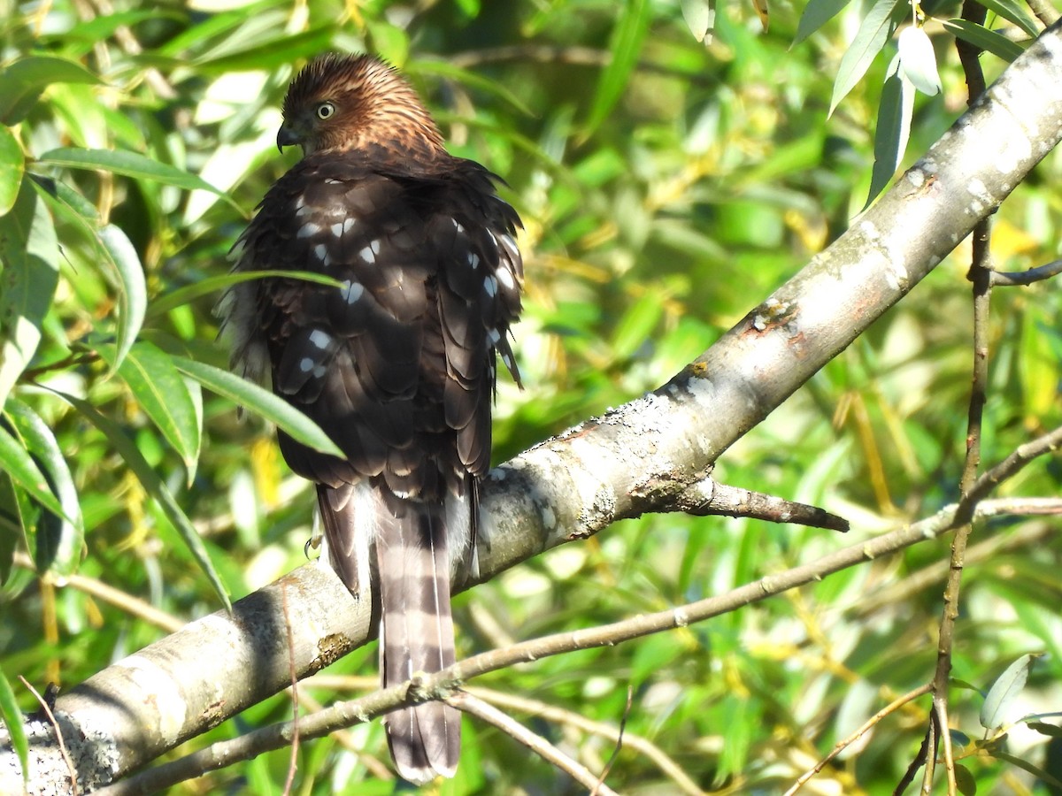 Cooper's Hawk - ML640148971