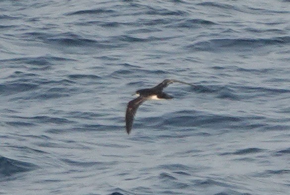 Manx Shearwater - ML640148976