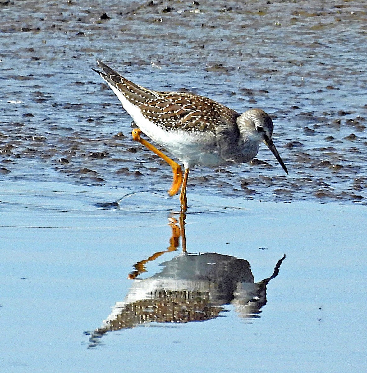 Lesser Yellowlegs - ML640148993