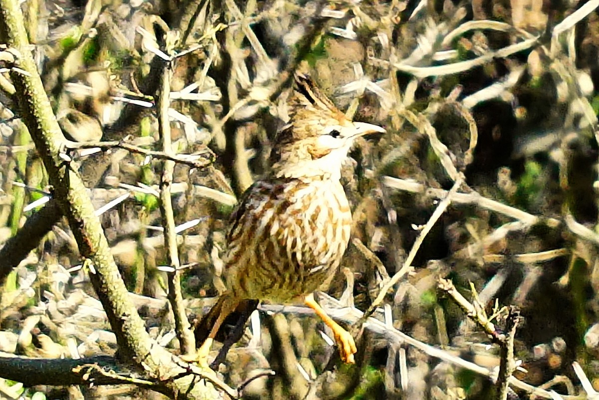 Lark-like Brushrunner - ML640148999