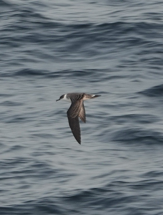 Great Shearwater - ML640149001