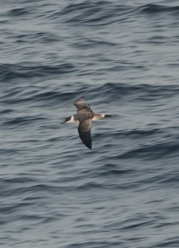 Great Shearwater - ML640149009