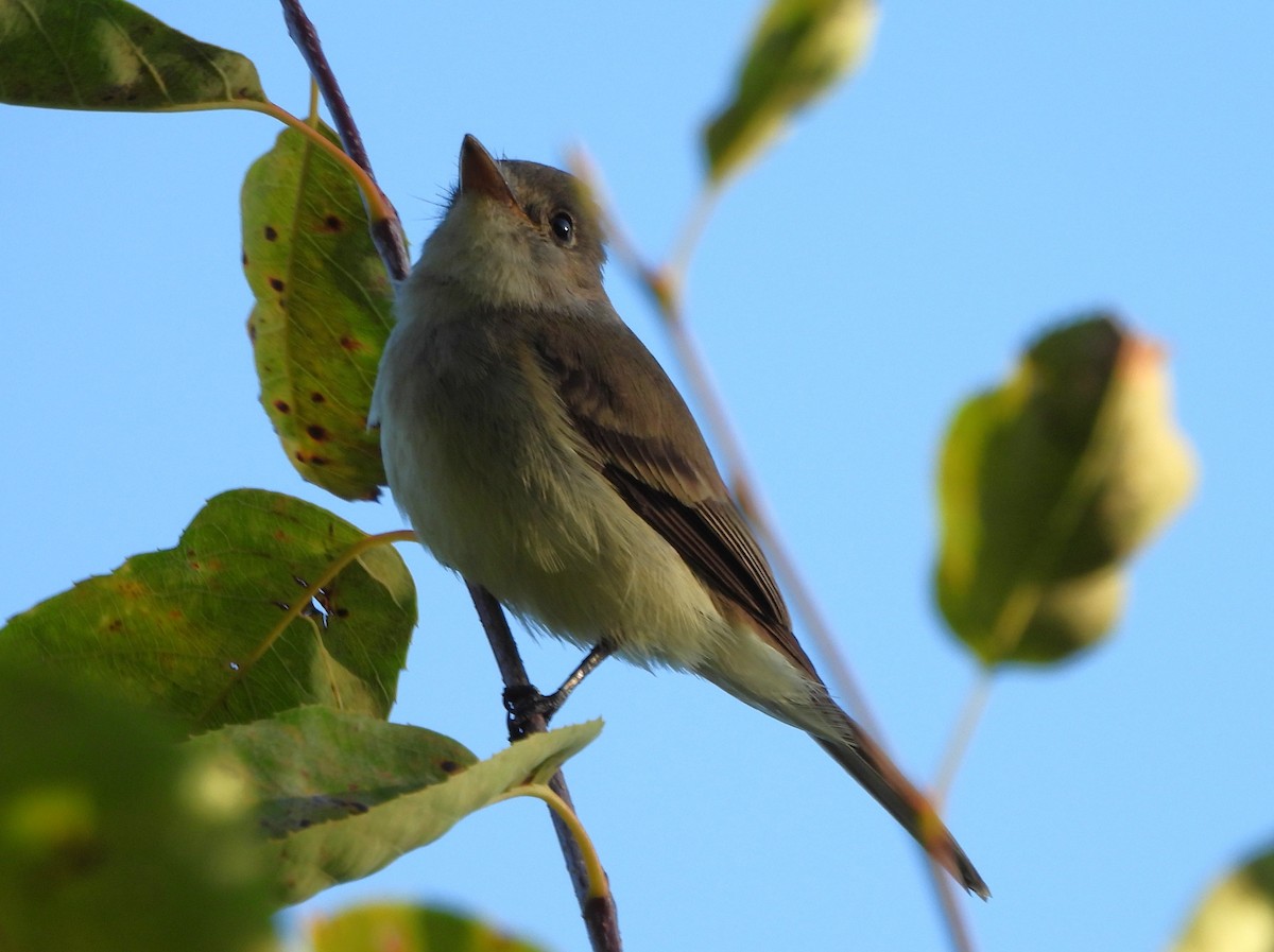 Willow Flycatcher - ML640149010