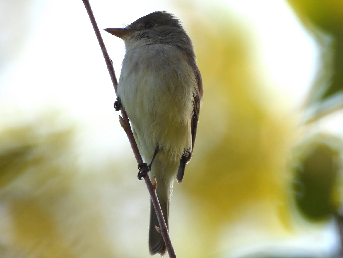 Willow Flycatcher - ML640149012