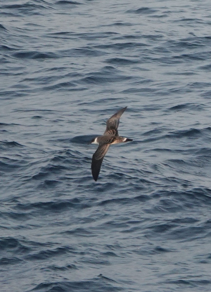 Great Shearwater - ML640149017