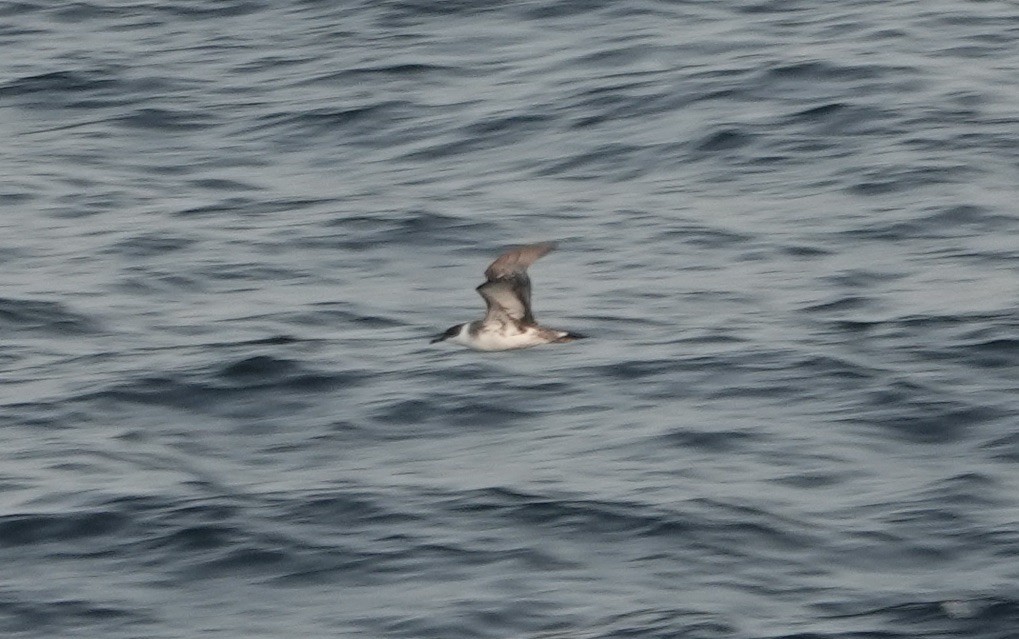 Great Shearwater - ML640149025