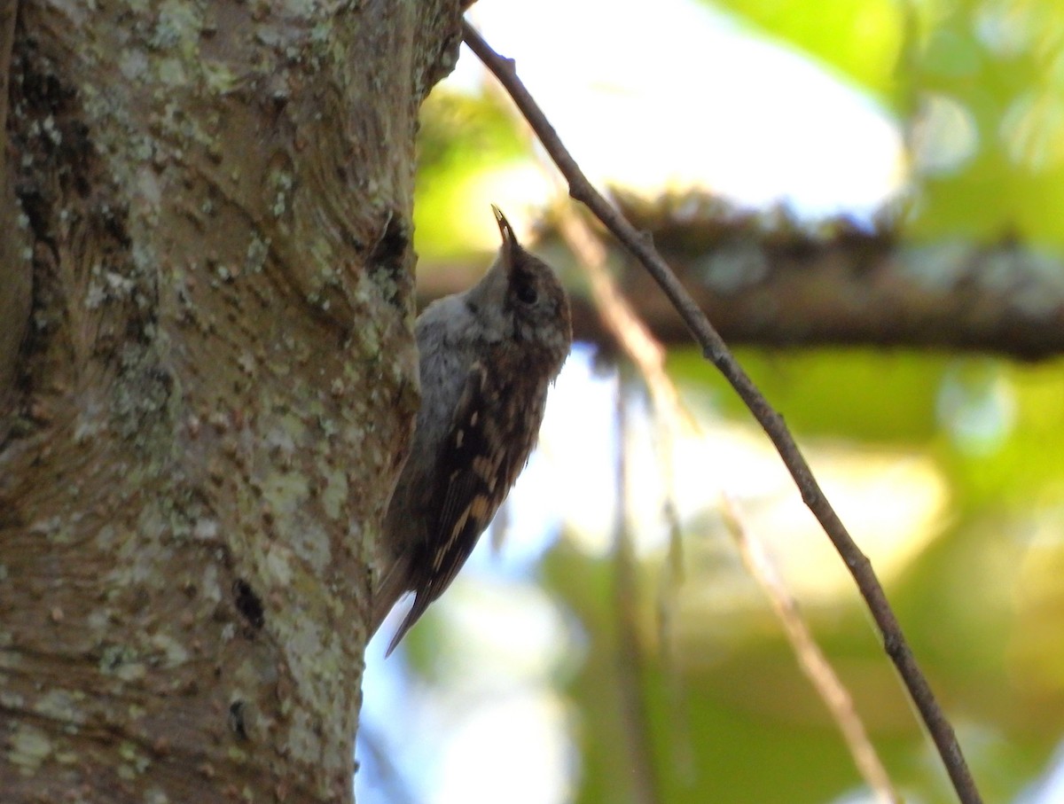 Brown Creeper - ML640149027