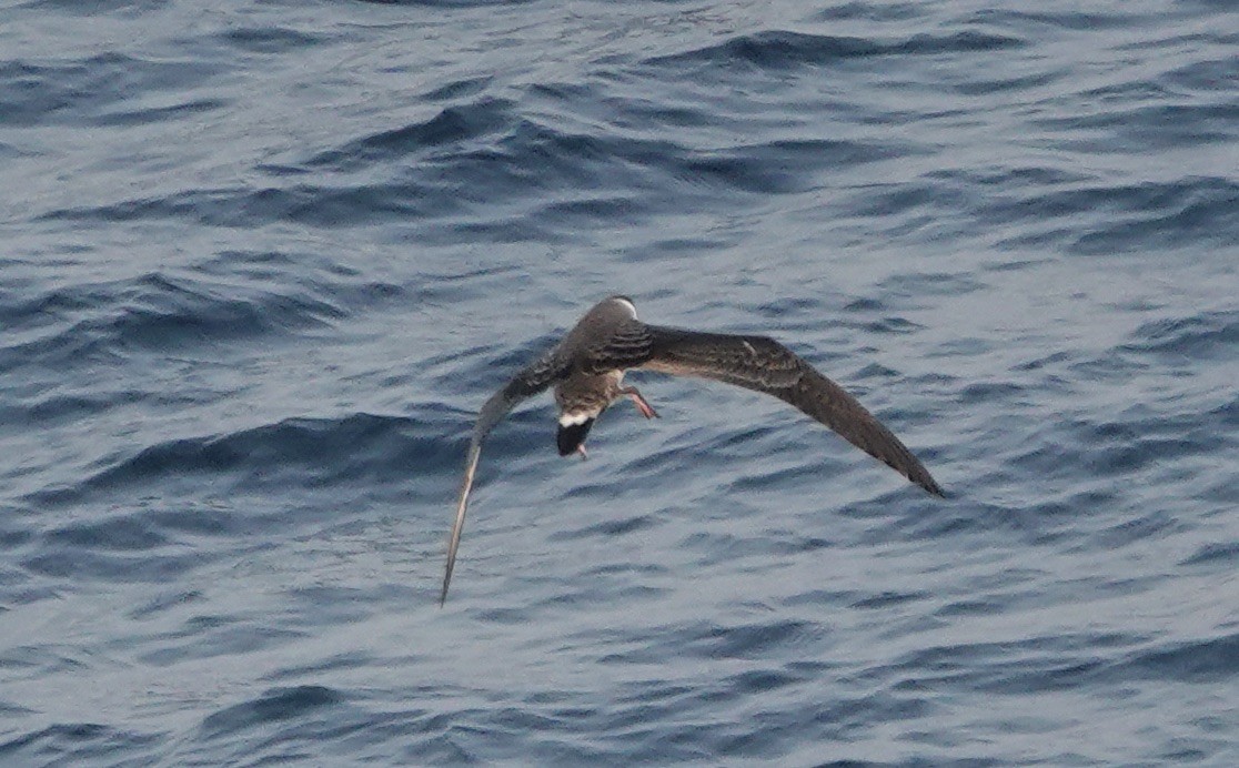 Great Shearwater - ML640149031