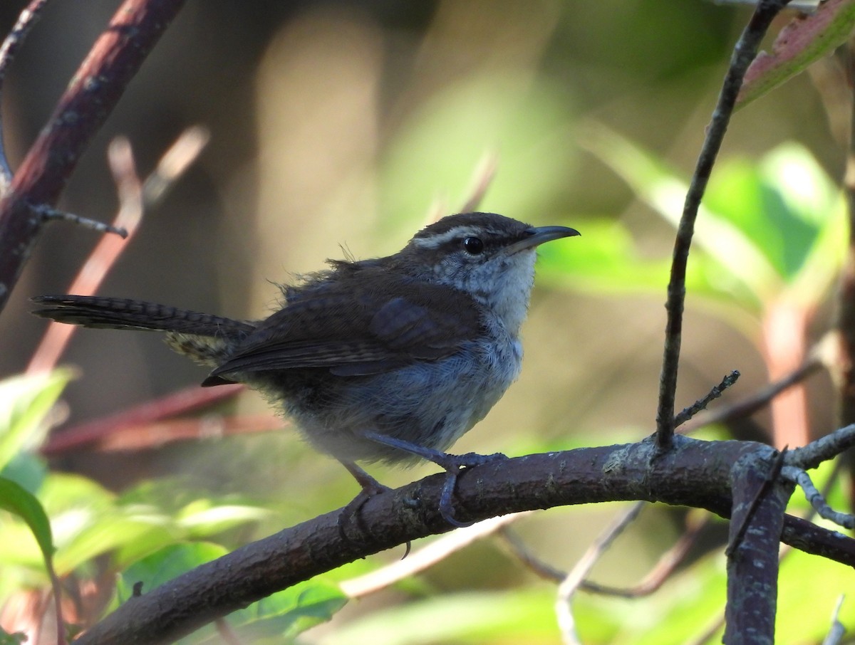 Bewick's Wren - ML640149046