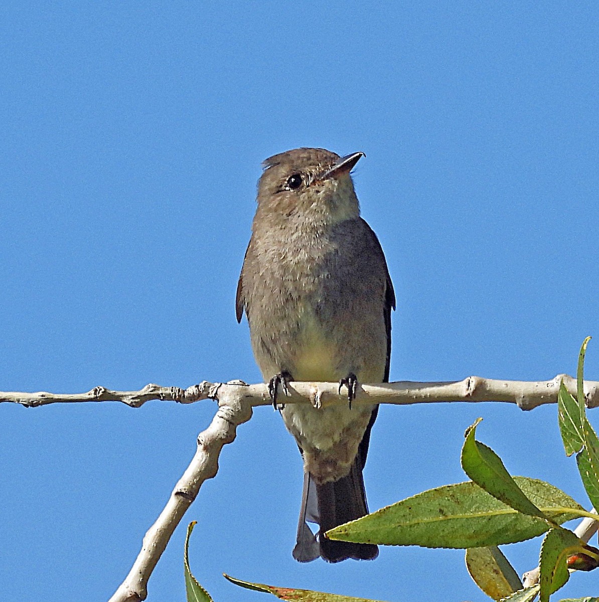 Western Wood-Pewee - ML640149055