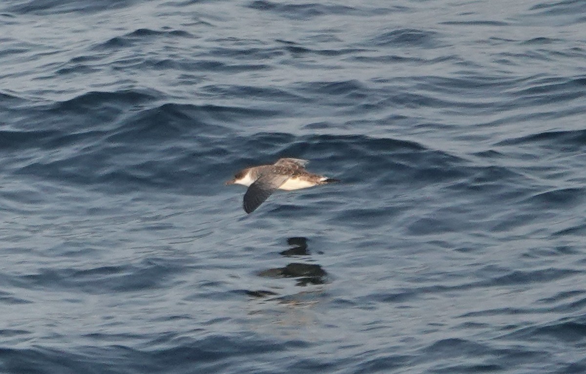 Great Shearwater - ML640149068