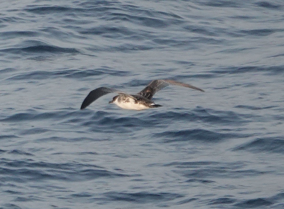 Great Shearwater - ML640149075