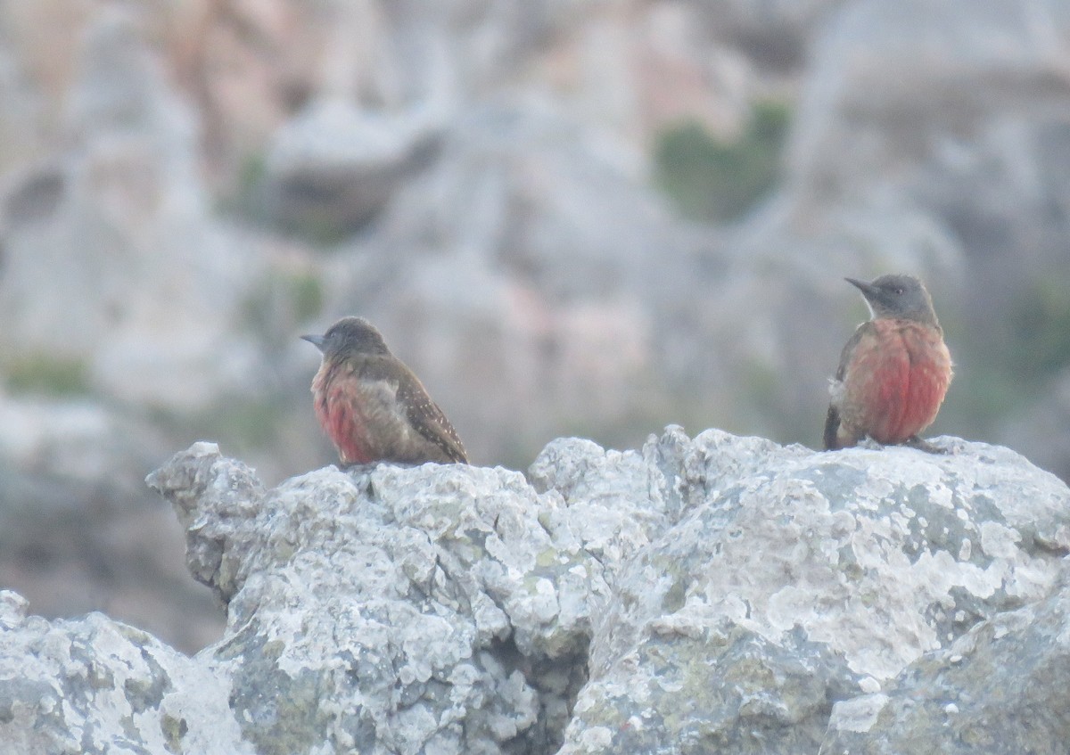 Ground Woodpecker - ML640149087