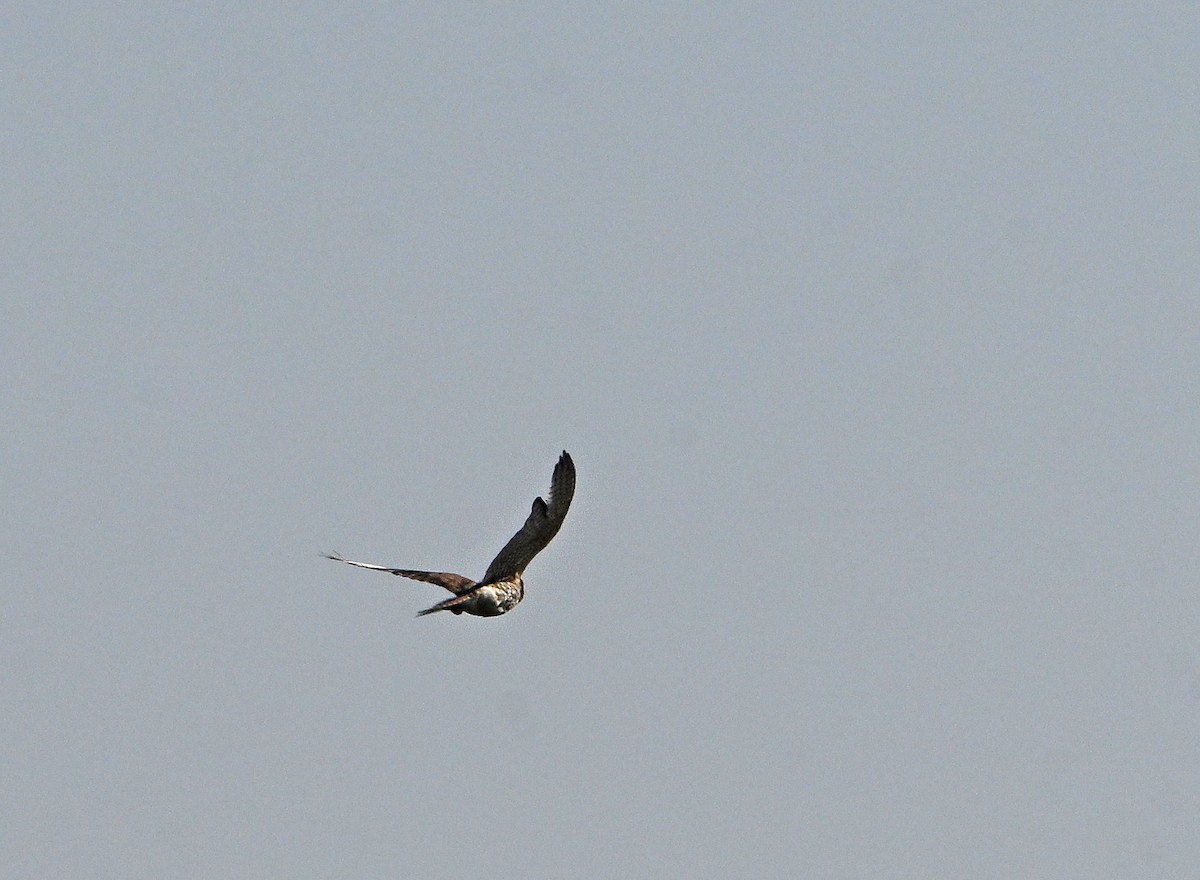 Belatz amerikarra - ML640149101