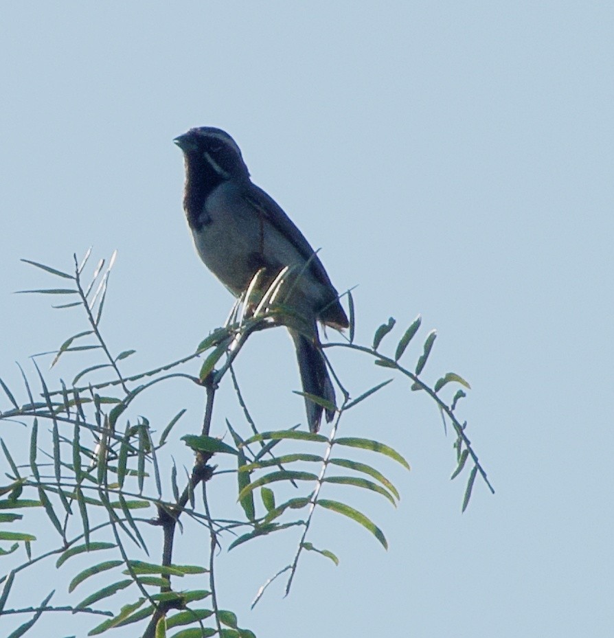 Black-throated Sparrow - ML640149128