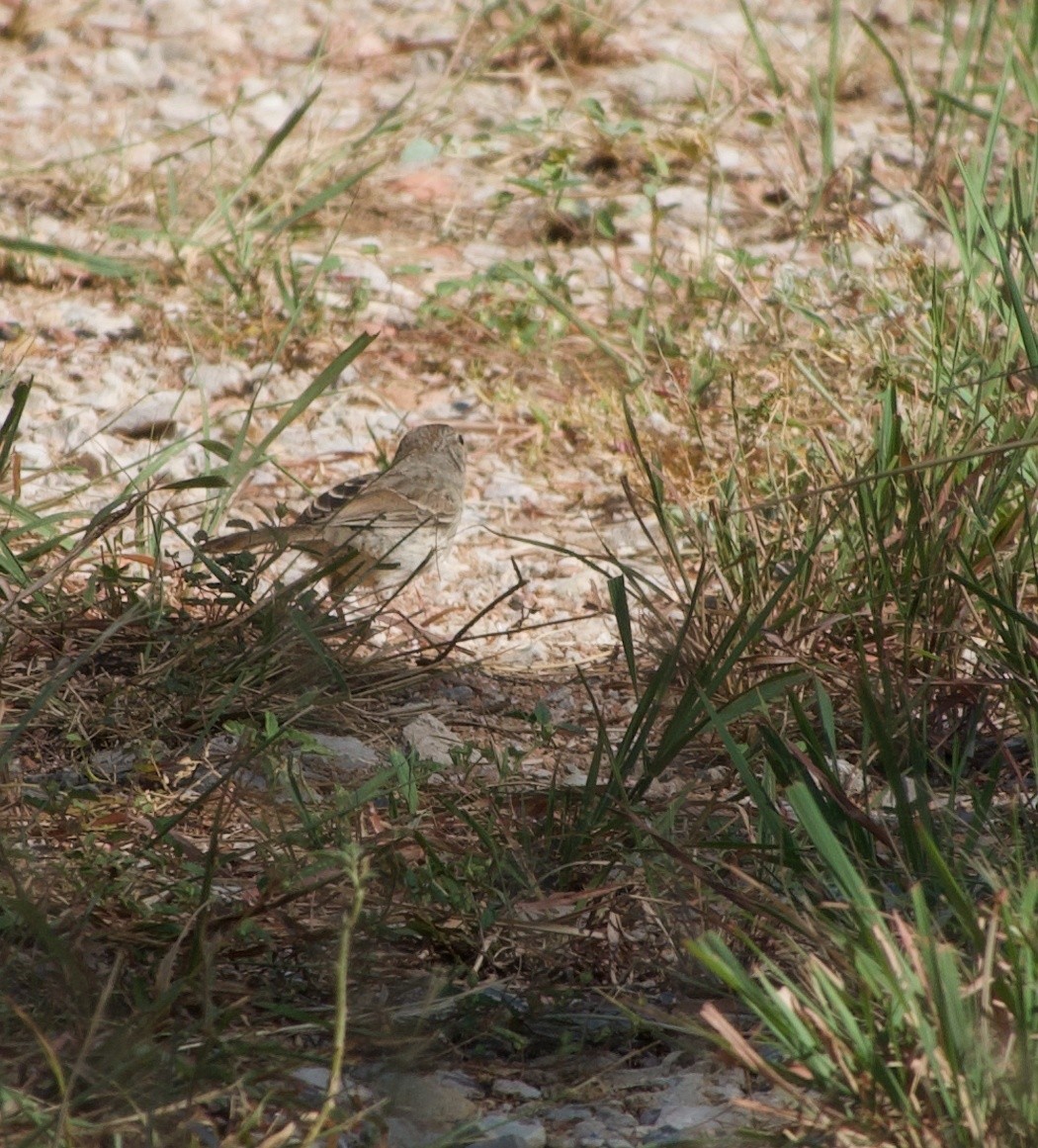 Rufous-crowned Sparrow - ML640149160