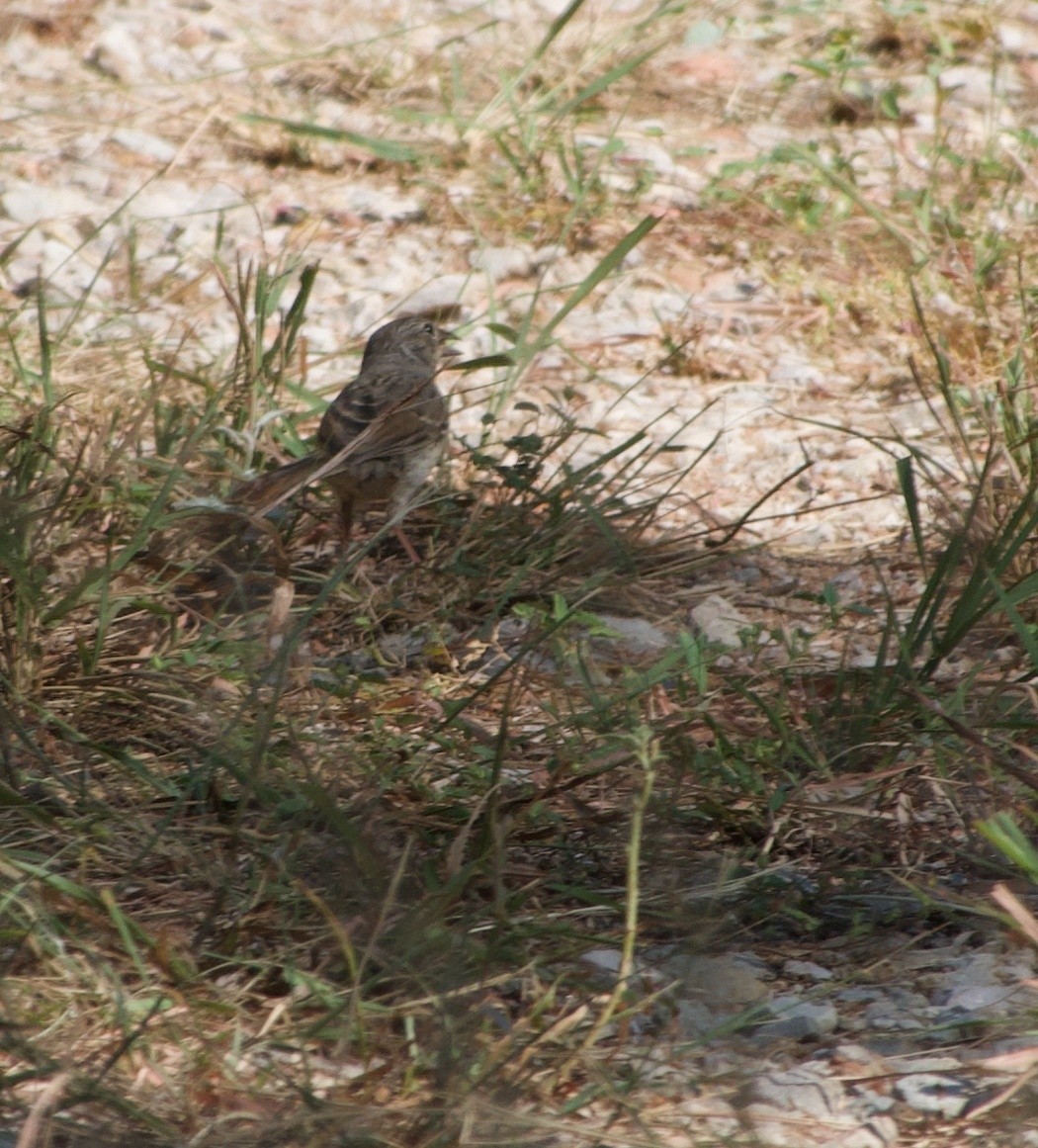 Rufous-crowned Sparrow - ML640149161