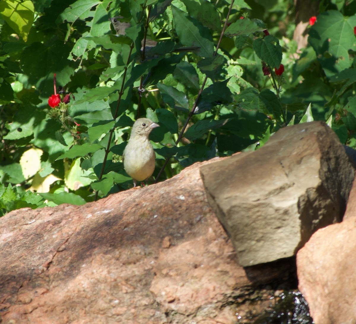 Painted Bunting - ML640149168