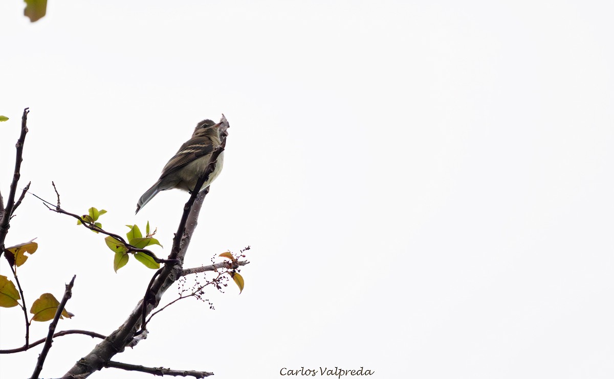 Highland Elaenia - ML640149179