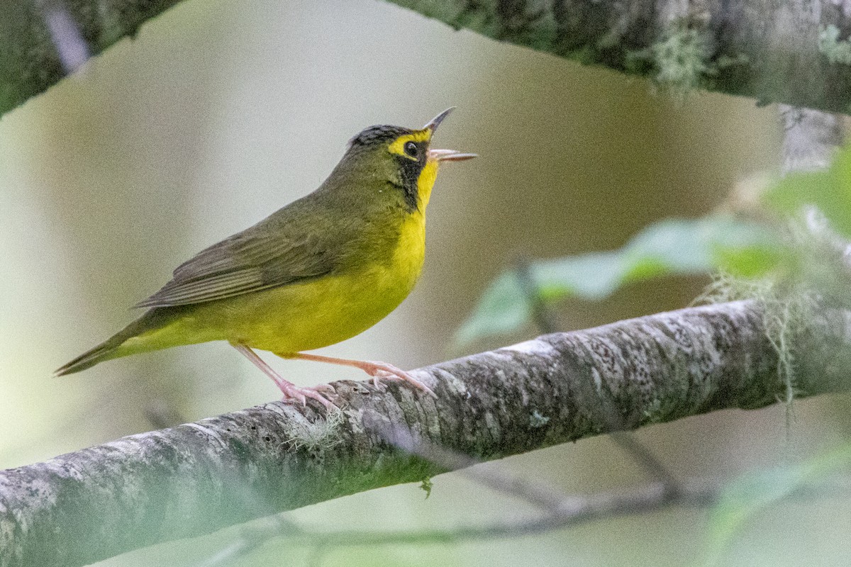 Kentucky Warbler - ML640149189