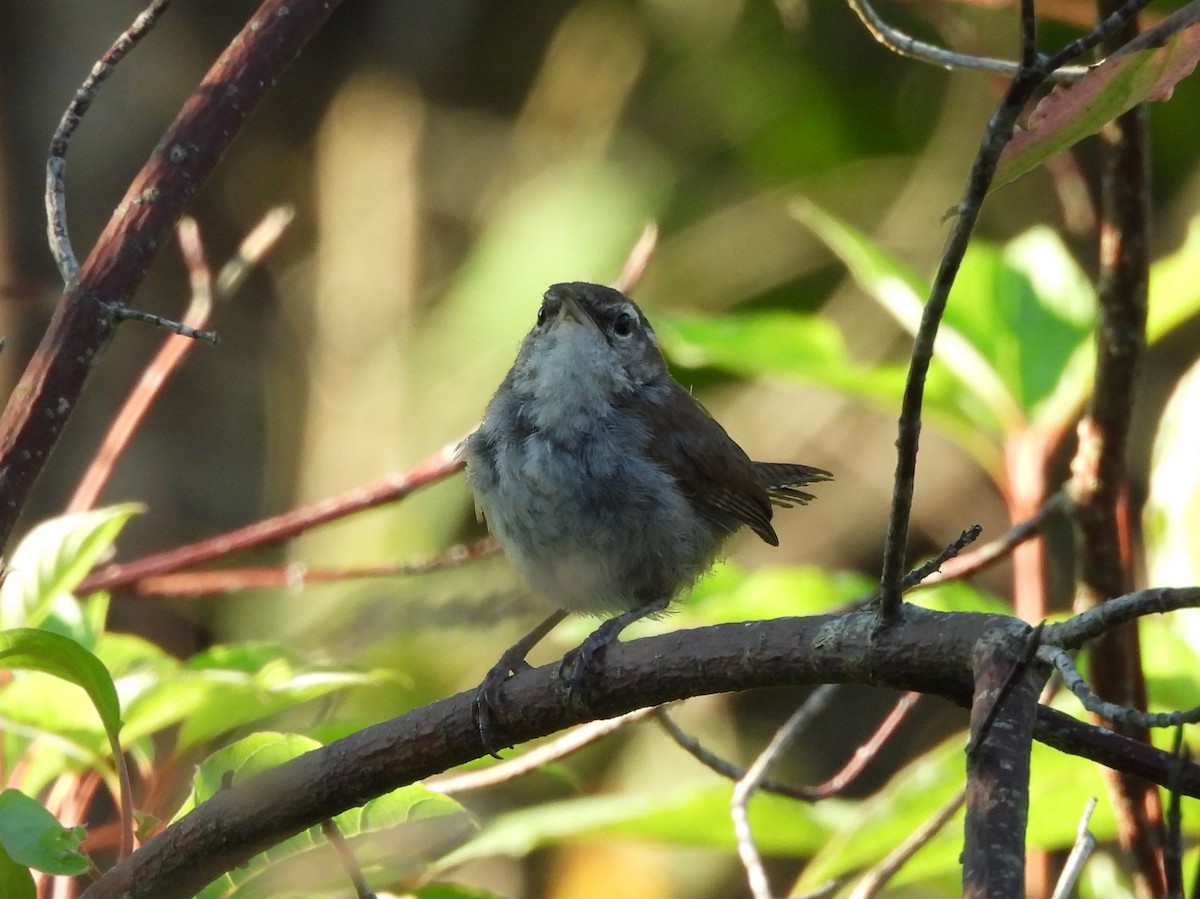 Bewick's Wren - ML640149193