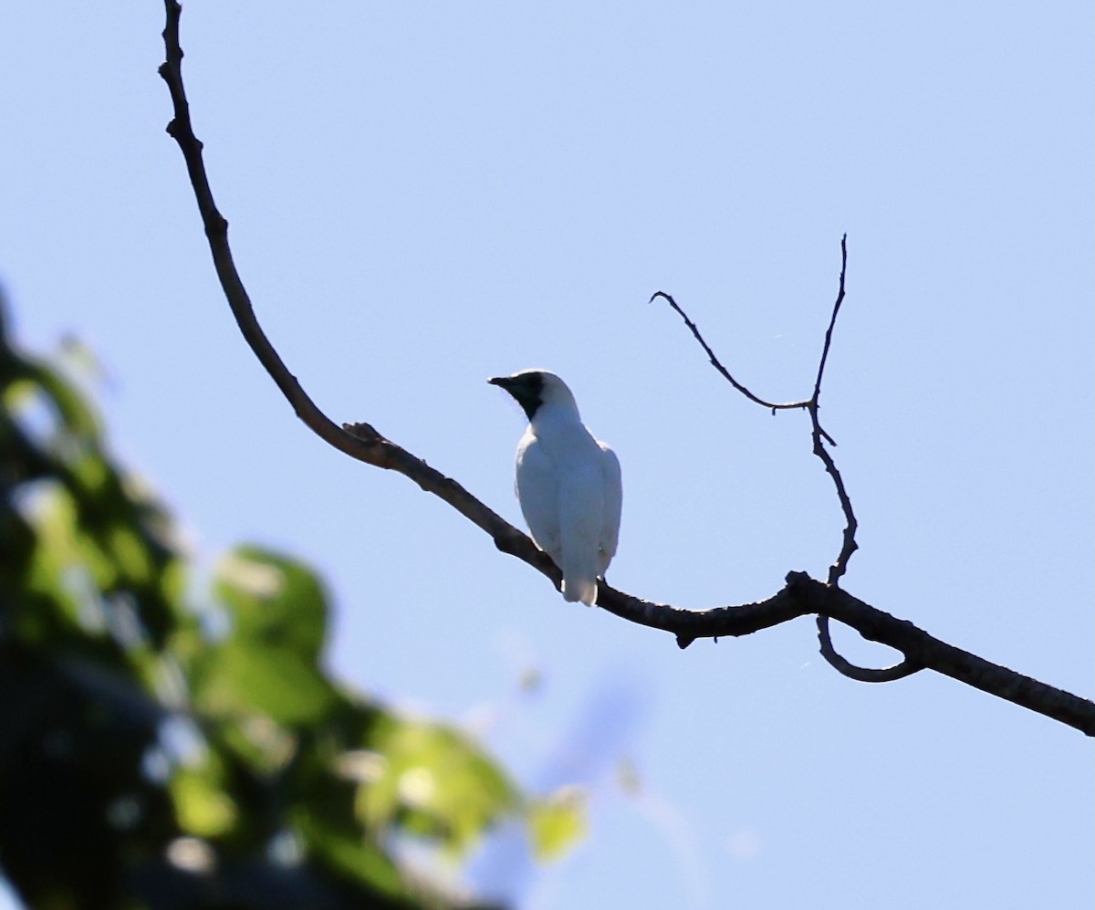 Bare-throated Bellbird - ML640149196
