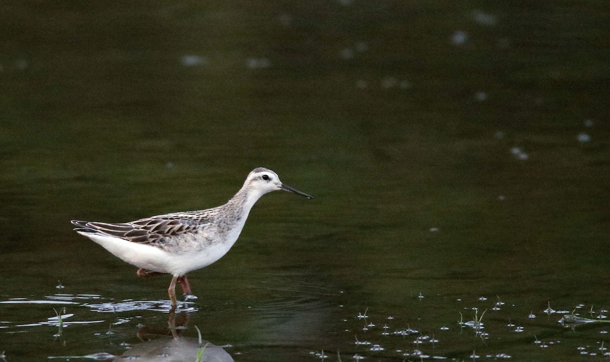 Wilson's Phalarope - ML640149197